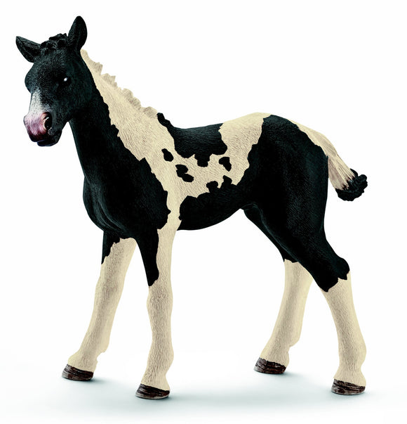 Pinto foal