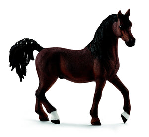 Arab stallion