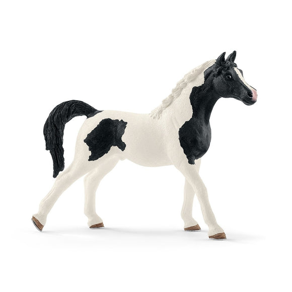 Pintabian stallion