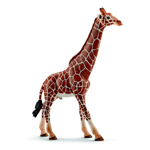 Giraffe, male