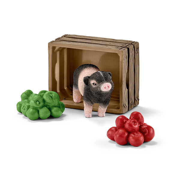 Mini-pig with apples