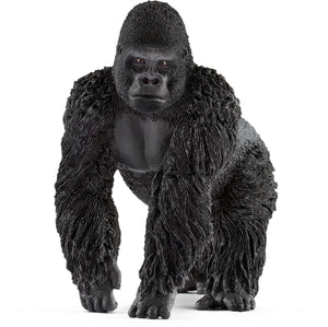 Gorilla, male