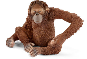 Orangutan, female