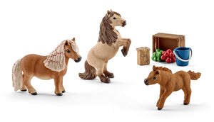 Miniature Shetland pony family