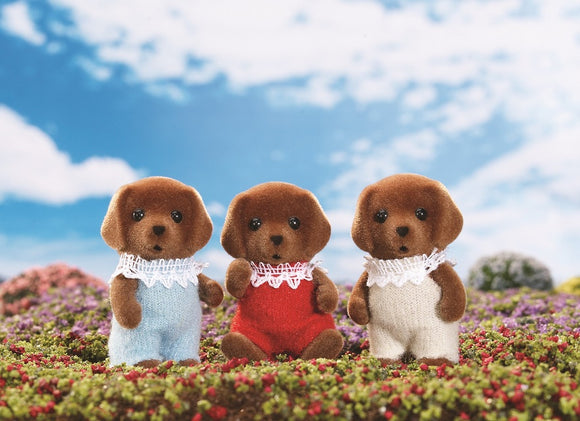 Chocolate Labrador Triplets